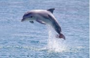 Ultrasonic Dolphin squeak