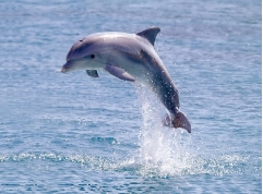 Ultrasonic Dolphin squeak
